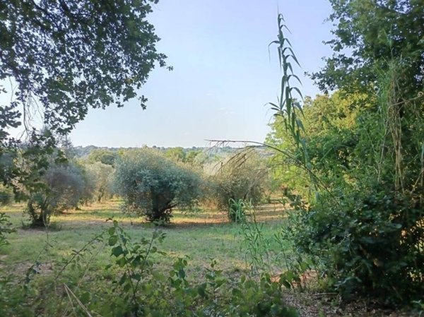 terreno agricolo in vendita a Poggio Catino in zona Catino