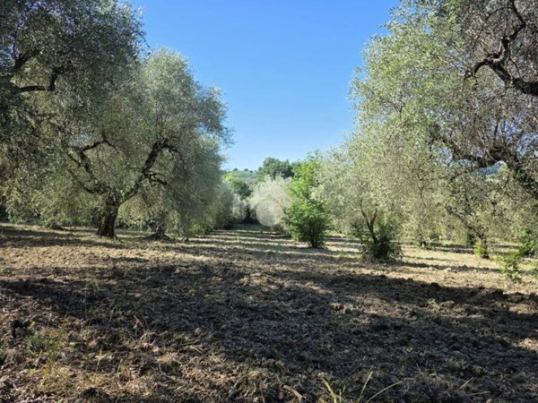 terreno agricolo in vendita a Poggio Catino in zona Catino