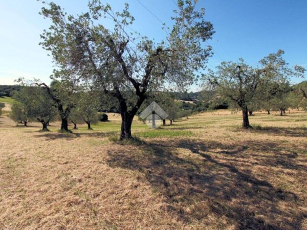 terreno agricolo in vendita a Poggio Mirteto