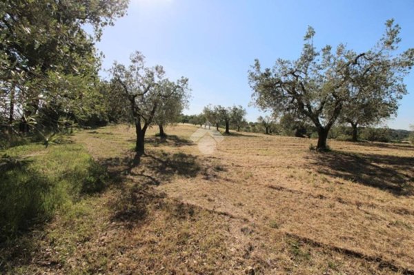 terreno agricolo in vendita a Poggio Mirteto