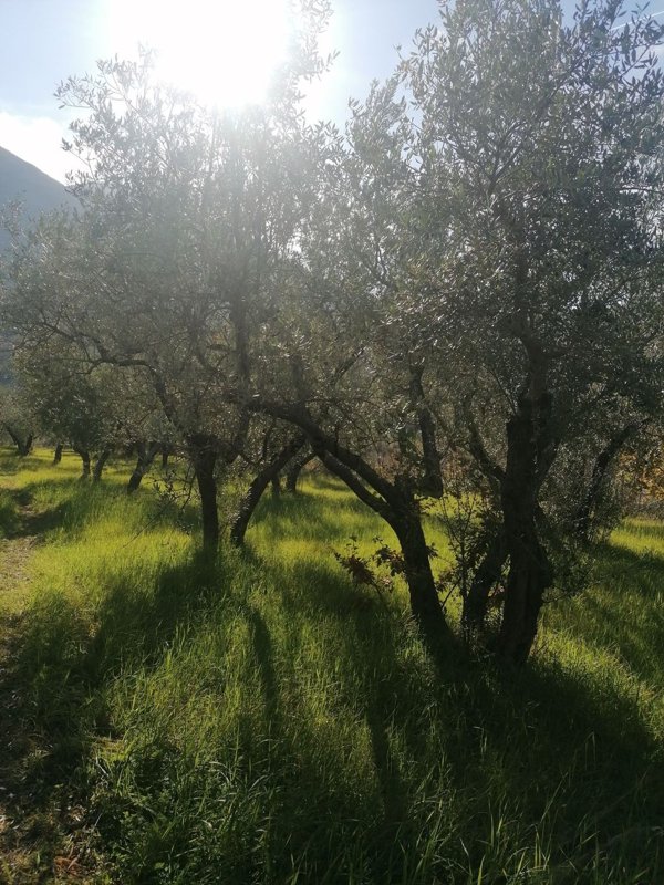 terreno agricolo in vendita a Poggio Moiano