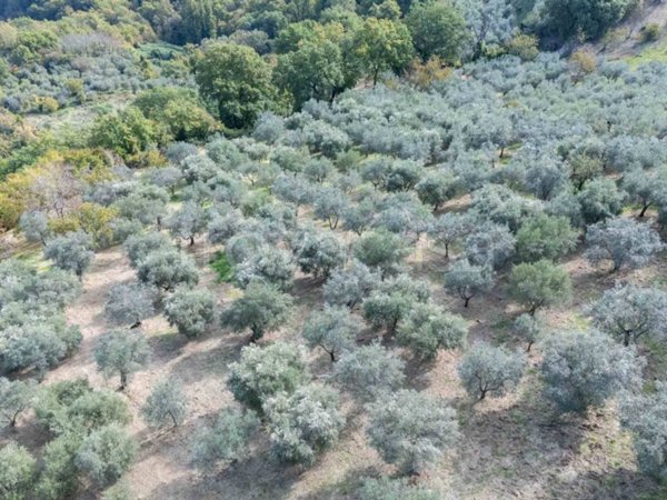 terreno agricolo in vendita a Poggio Nativo