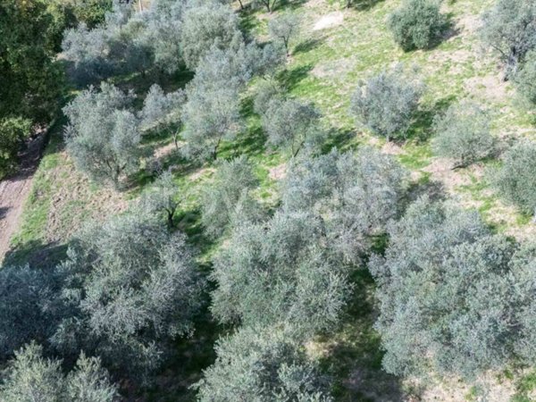 terreno agricolo in vendita a Poggio Nativo