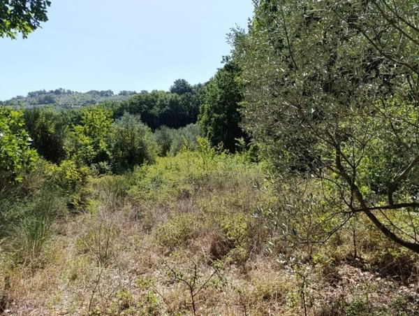 terreno agricolo in vendita a Poggio Nativo