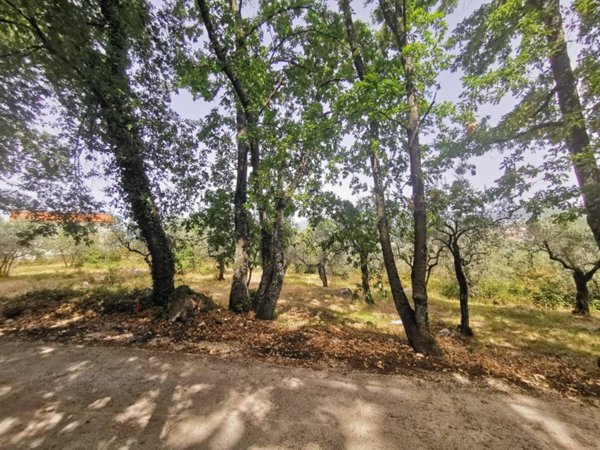 terreno agricolo in vendita a Poggio Nativo