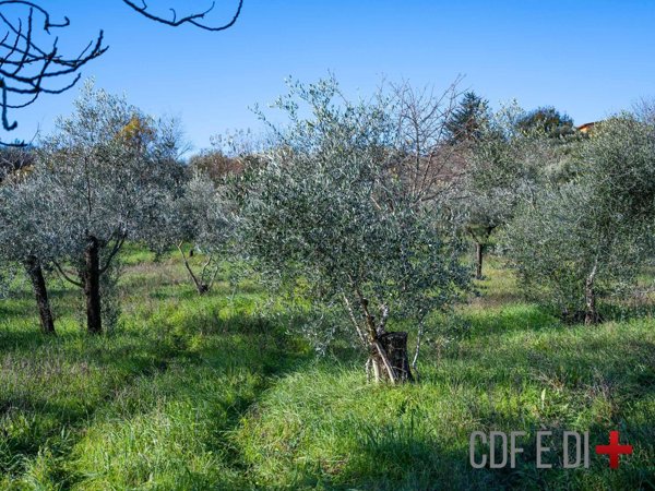 terreno agricolo in vendita a Salisano