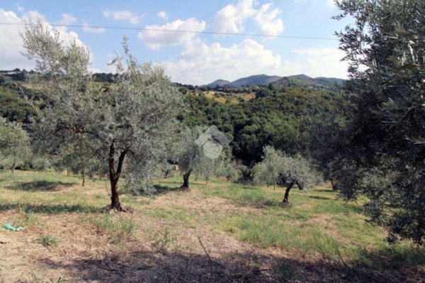 terreno agricolo in vendita a Salisano