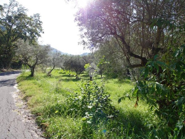 terreno agricolo in vendita a Salisano