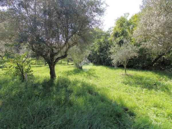 terreno agricolo in vendita a Salisano