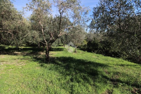 terreno agricolo in vendita a Salisano