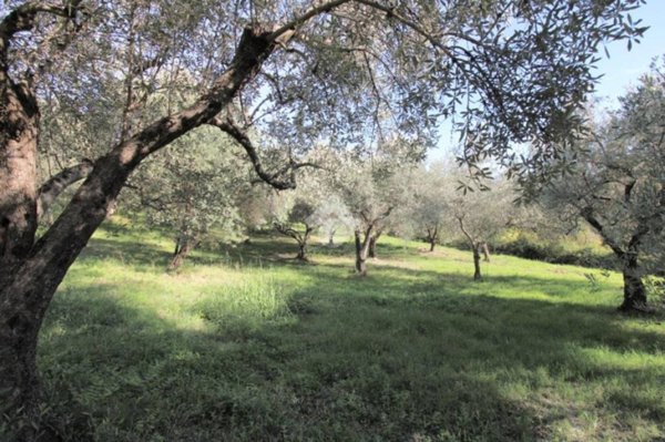 terreno agricolo in vendita a Salisano