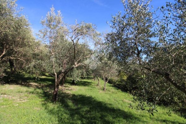 terreno agricolo in vendita a Salisano
