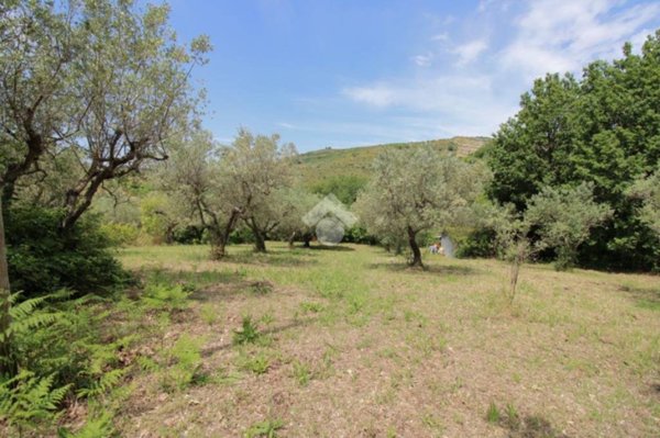 terreno agricolo in vendita a Salisano