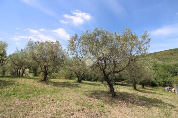 terreno agricolo in vendita a Salisano