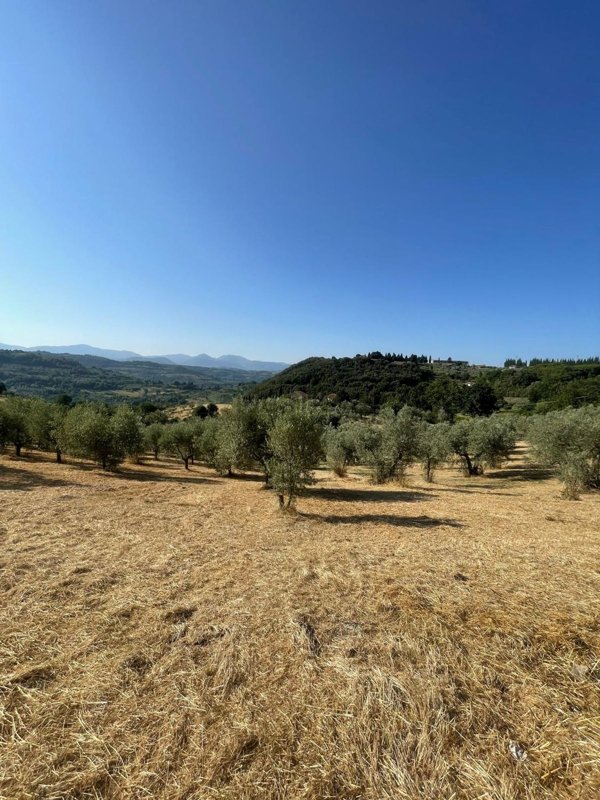 terreno agricolo in vendita a Salisano