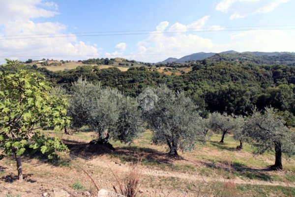 terreno agricolo in vendita a Salisano