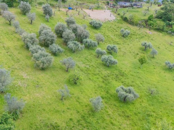 terreno agricolo in vendita a Salisano