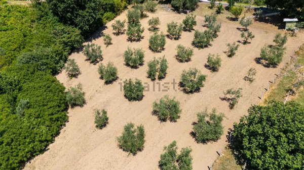 terreno agricolo in vendita a Salisano