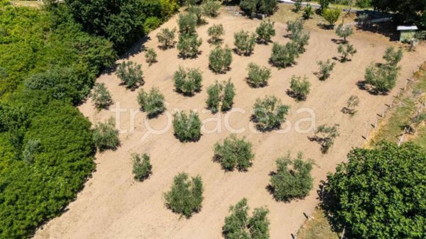 terreno agricolo in vendita a Salisano