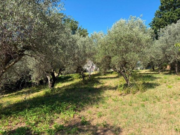 terreno agricolo in vendita a Salisano