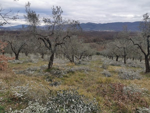 terreno agricolo in vendita a Scandriglia