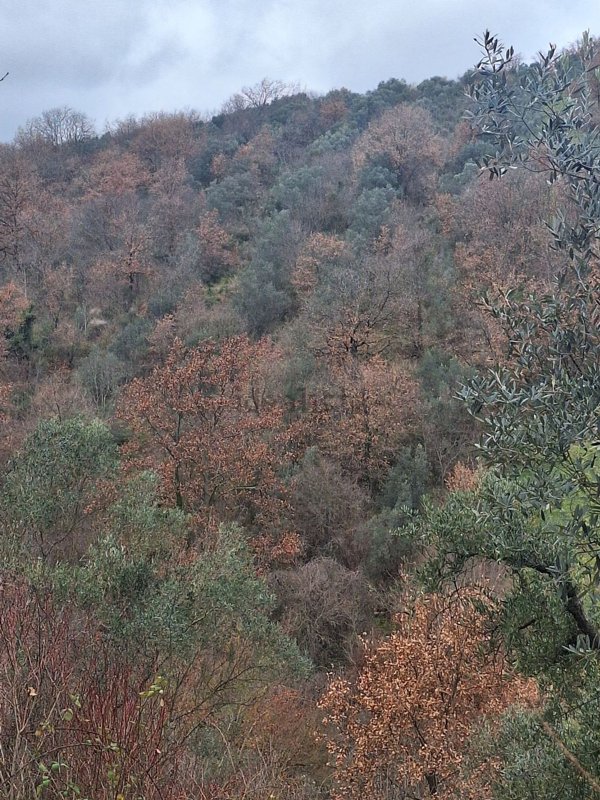 terreno agricolo in vendita a Scandriglia in zona Ponticelli