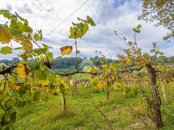 terreno agricolo in vendita a Stimigliano