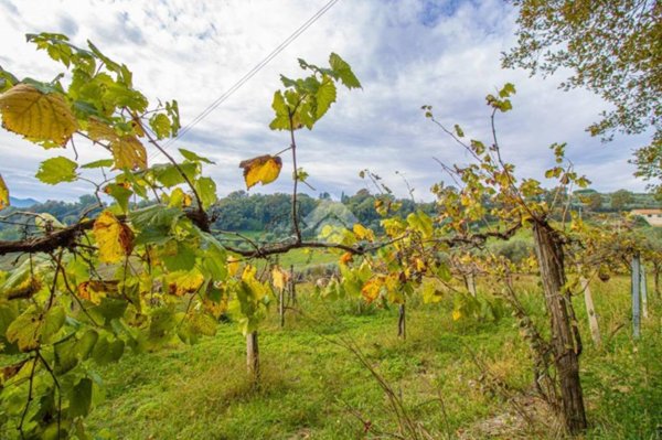 terreno agricolo in vendita a Stimigliano