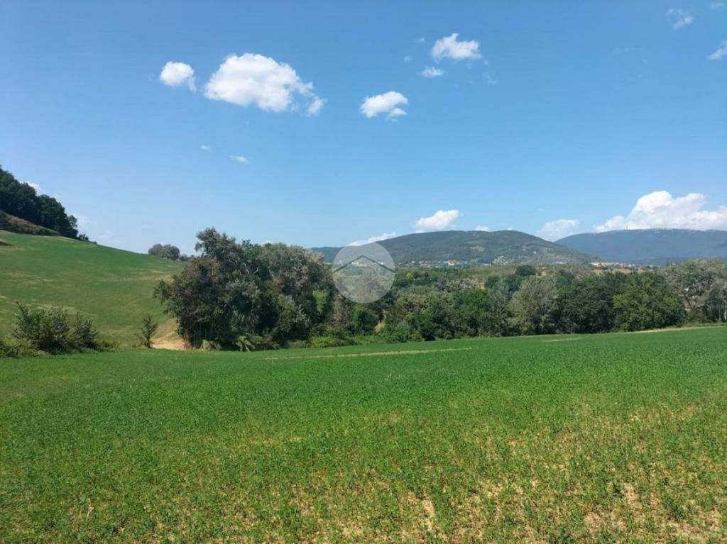 terreno agricolo in vendita a Tarano