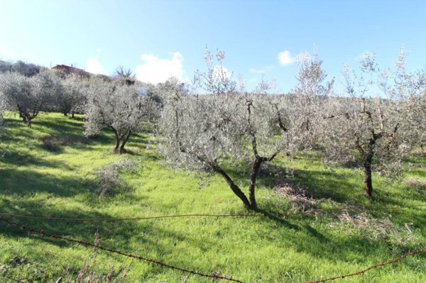 terreno agricolo in vendita a Toffia