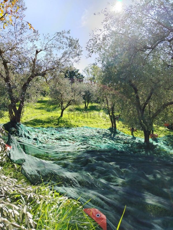 terreno edificabile in vendita a Toffia