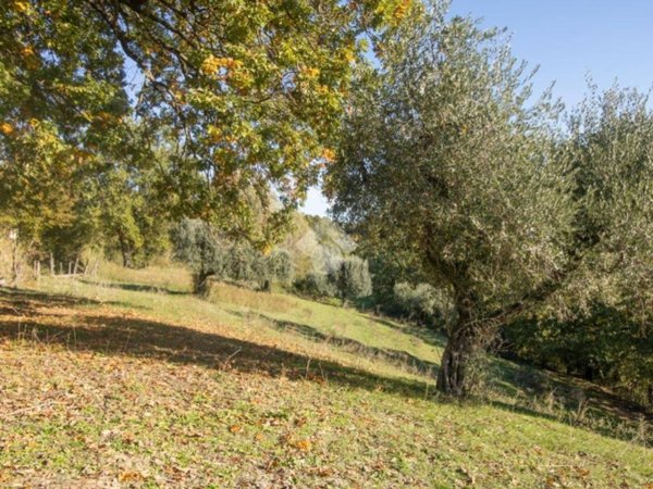 terreno agricolo in vendita a Torri in Sabina