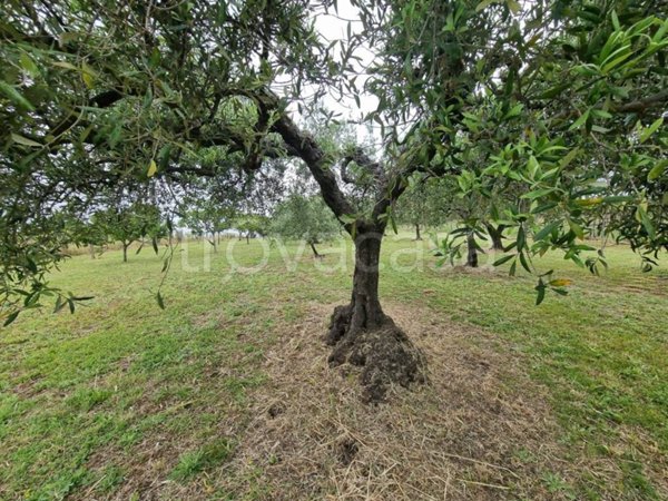 terreno agricolo in vendita ad Albano Laziale in zona Cecchina