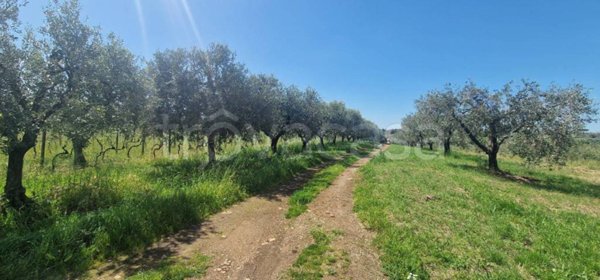 terreno agricolo in vendita ad Albano Laziale in zona Cecchina