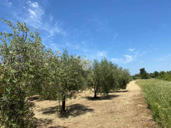 terreno agricolo in vendita ad Albano Laziale in zona Marfoli