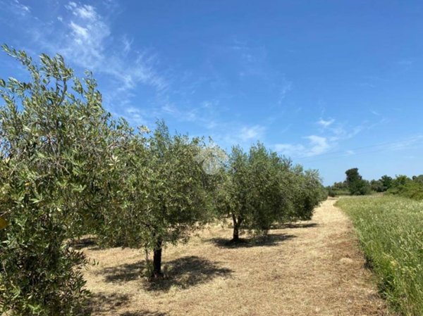 terreno agricolo in vendita ad Albano Laziale in zona Marfoli
