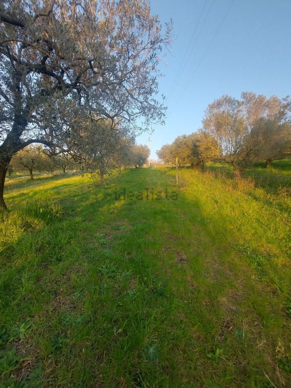 terreno agricolo in vendita ad Albano Laziale in zona Cecchina