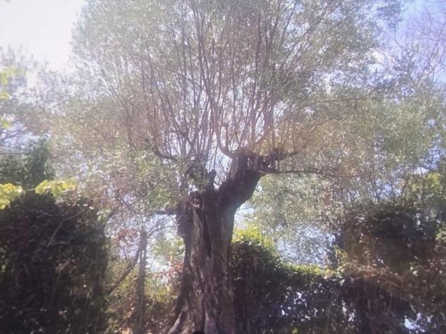 terreno agricolo in vendita ad Albano Laziale