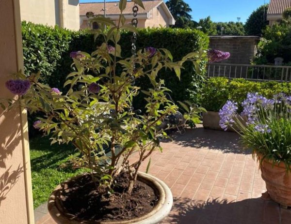 casa indipendente in vendita ad Albano Laziale