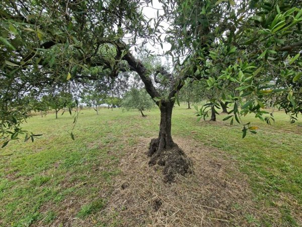 terreno agricolo in vendita ad Albano Laziale in zona Cecchina
