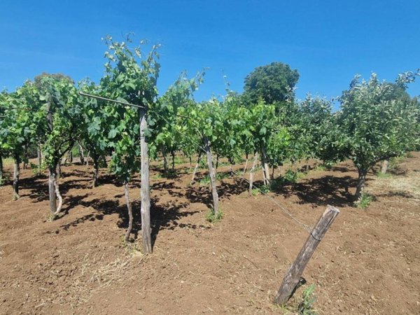 terreno agricolo in vendita ad Albano Laziale in zona Cecchina