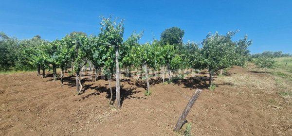 terreno agricolo in vendita ad Albano Laziale
