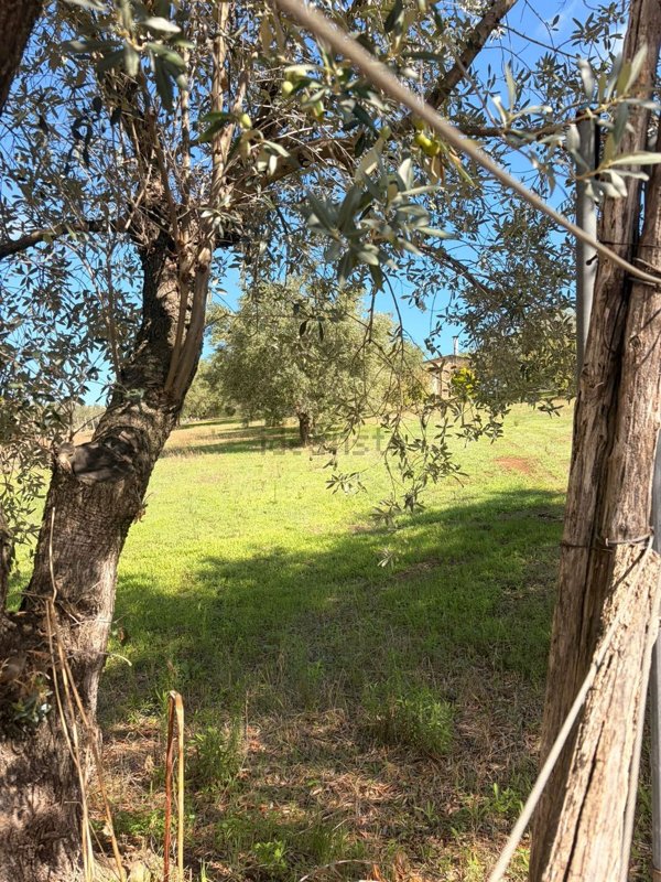terreno agricolo in vendita ad Albano Laziale