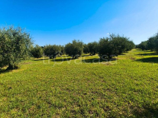 terreno in vendita ad Albano Laziale in zona Cecchina