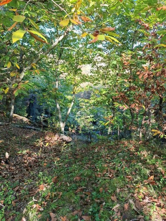 terreno agricolo in vendita ad Allumiere