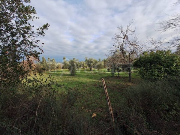 terreno agricolo in vendita ad Allumiere