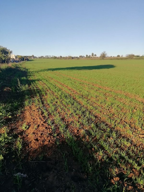 appartamento in vendita ad Anguillara Sabazia