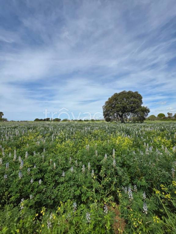 terreno agricolo in vendita ad Anzio