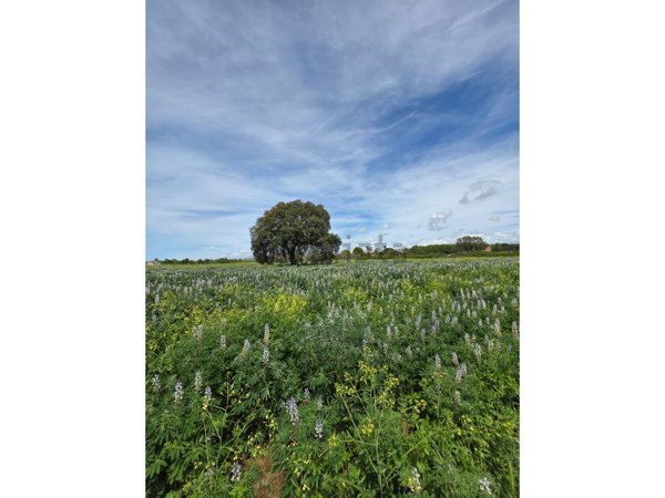 terreno agricolo in vendita ad Anzio