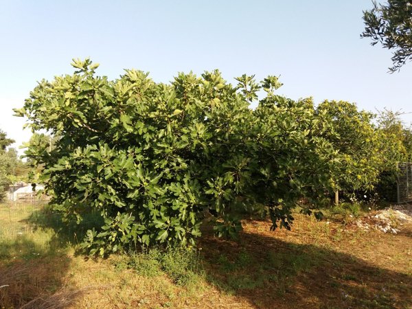 terreno edificabile in vendita ad Anzio